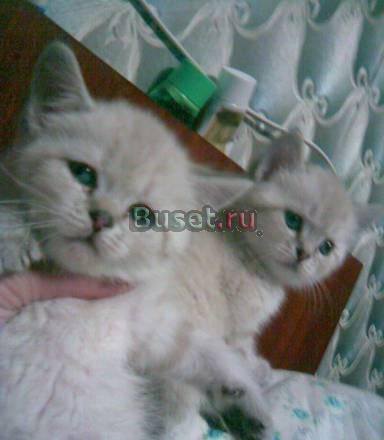 Синеглазые Британцы Самара