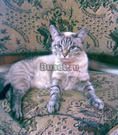 Котик Балинезийской породы Самара