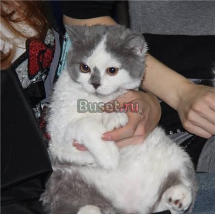 Котята кудряшки породы селкирк рекс Москва