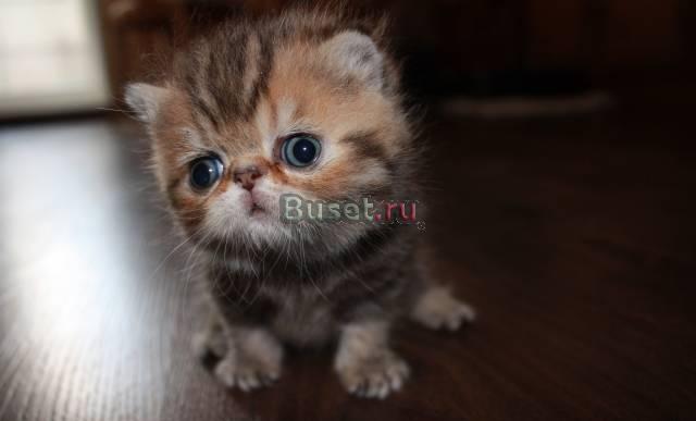 Котенок Челябинск
