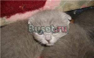 Британские  и вислоухие  котята разного окраса Москва