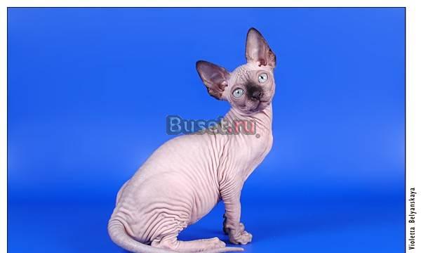 Канадский котенок минк Москва