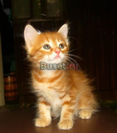Рыжая кошечка, метис сибирской Москва