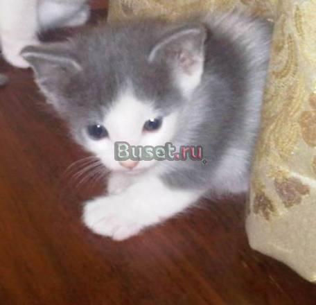 Подарю котят Москва