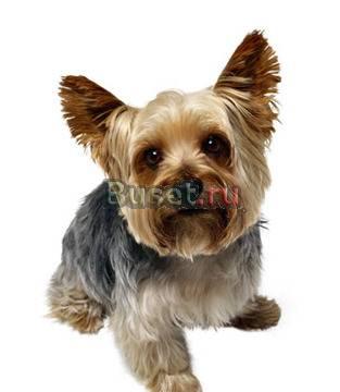 Обучение стрижке собак. Курсы обучения стрижки Москва