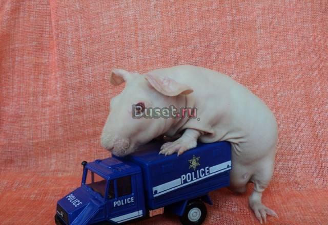 Морская свинка породы скинни Москва