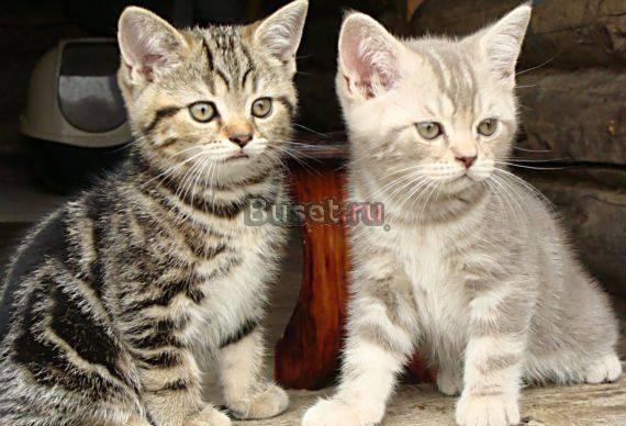 Британские Мраморные котята Москва