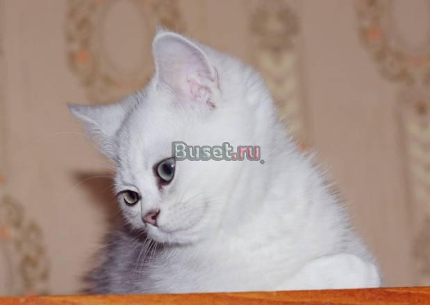 Британский серебристый затушеванный котик Санкт-Петербург
