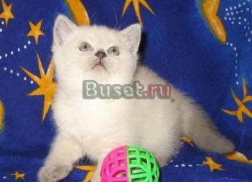 Британские голубоглазые котята Москва