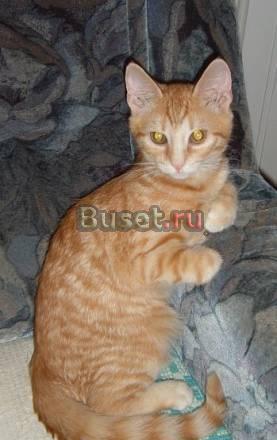 Рыжий котёнок в хорошие руки Санкт-Петербург
