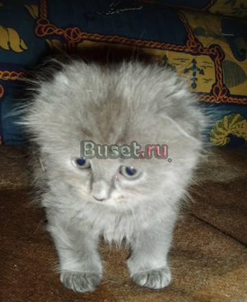 Продаются Котята Скотиш фолд Москва
