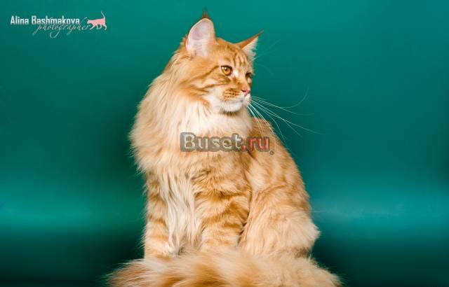 Кот мейн кун приглашает невест Москва