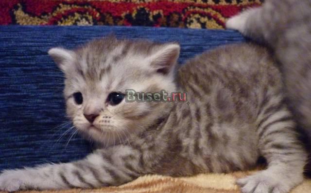 Шотландские вискасные котята Москва