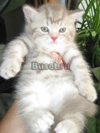 Британский котенок Самара