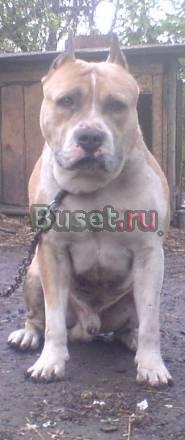 Ам стафф терьер к племразведению Тула