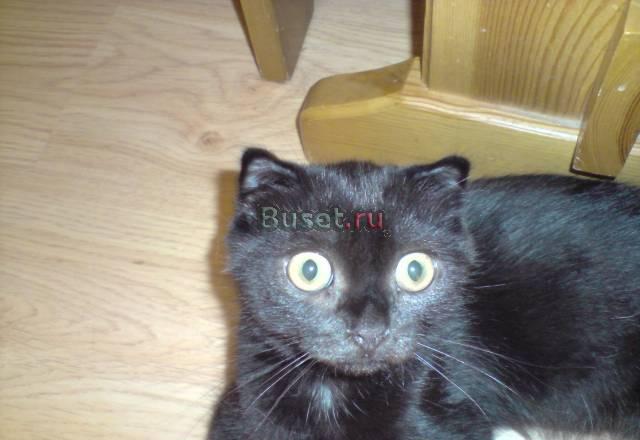 Вислоухие котята Краснодар
