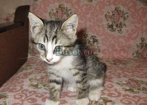 Ласковый котенок ищет хозяина Москва