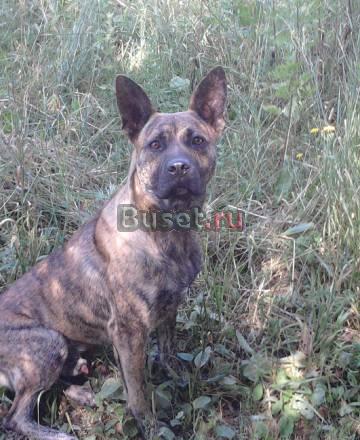Отдам в добрые,надежныу руки Санкт-Петербург