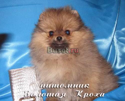 Новый помет щенков померанского карликового шпица Москва