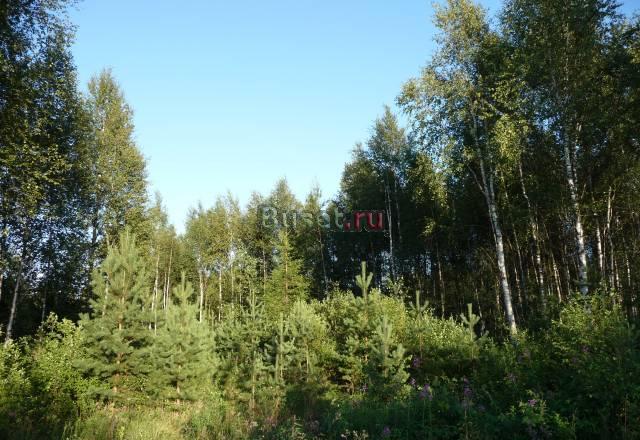 С деревьями 10сот+зеленая зона СНТ во Всеволожске Санкт-Петербург