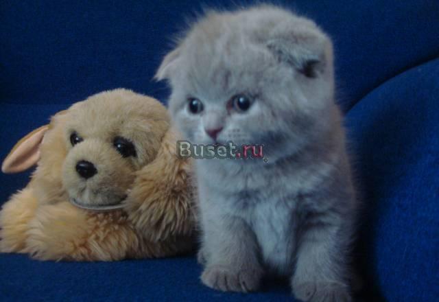 Шотландские котята Нижний Тагил