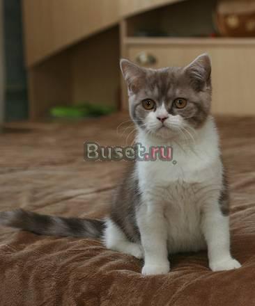 Девочка шоколадная с белым Ярославль