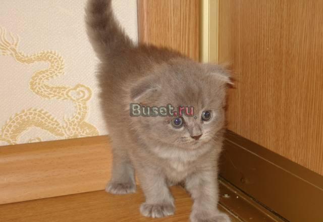 Котята,приученные к туалету Уфа