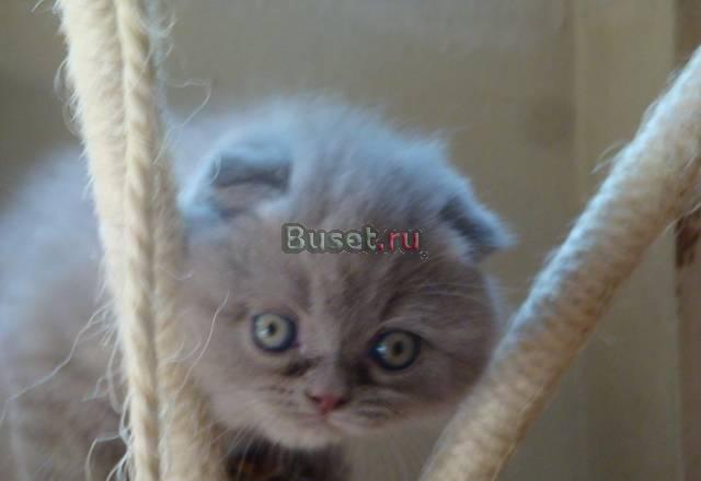 Кошечка 2мес.-вислоухая лиловая Москва