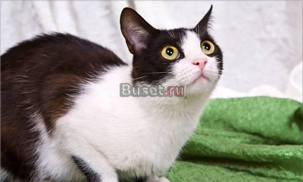 Кошка Шуша,нежное чудо с янтарными глазами.в дар Москва