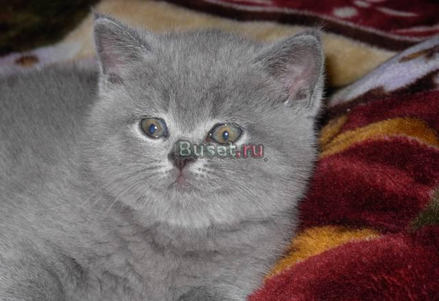Британский котенок Мытищи