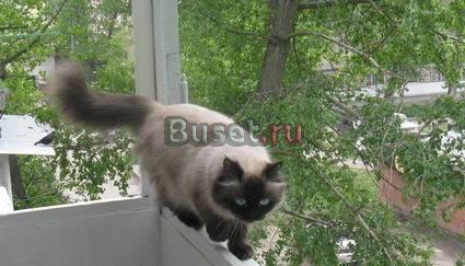 Вязка  для кошки Новочеркасск