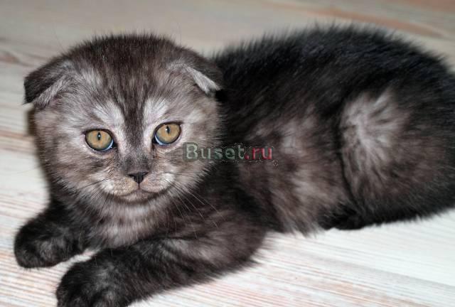 Вислоухий кот Вениамин Москва