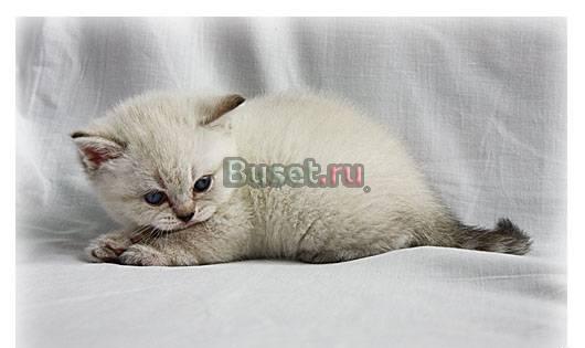 Британские котята гималайского окраса Краснодар