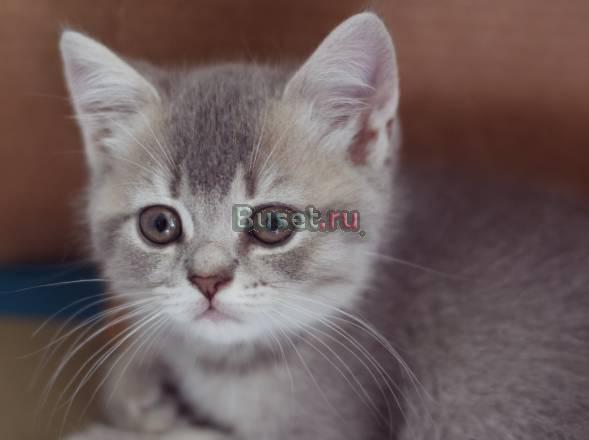 Британские котята -эксклюзивные окрасы Санкт-Петербург