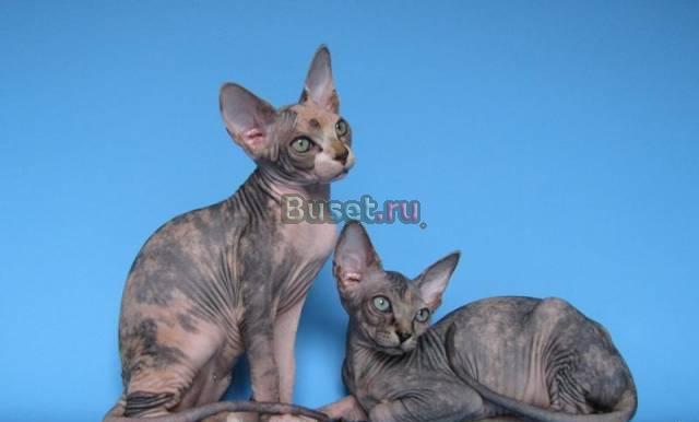 Канадские сфинксы - Котята (доставка в любой реги) Брянск