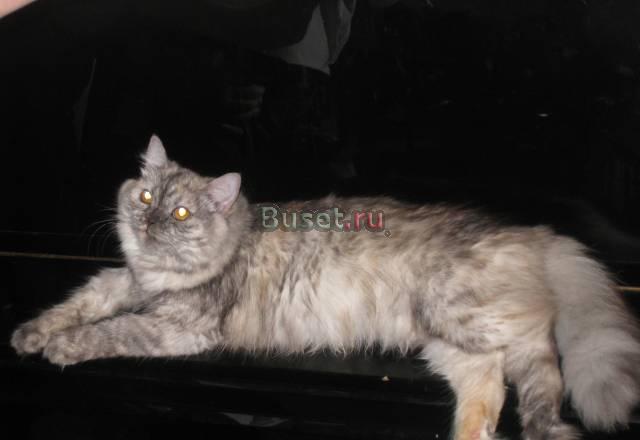 Котята приученные к туалету. Раздаю Уфа