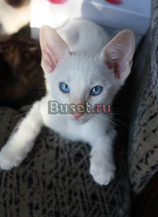 Остался один котеночек) Санкт-Петербург