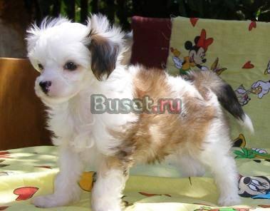 Мини мальчик Смоленск