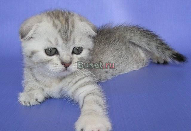 Котята вислоухие Москва