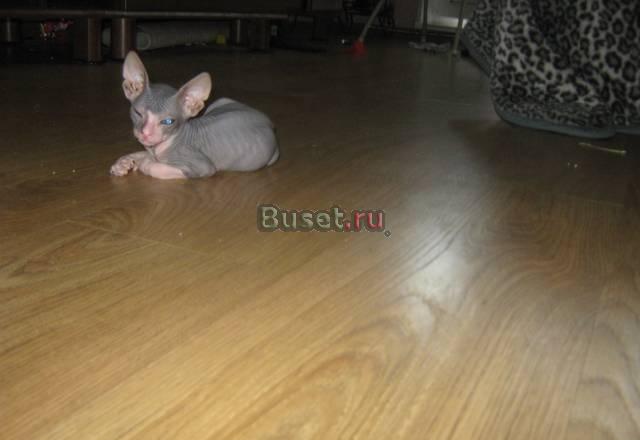 Котенок донского сфинкса Санкт-Петербург