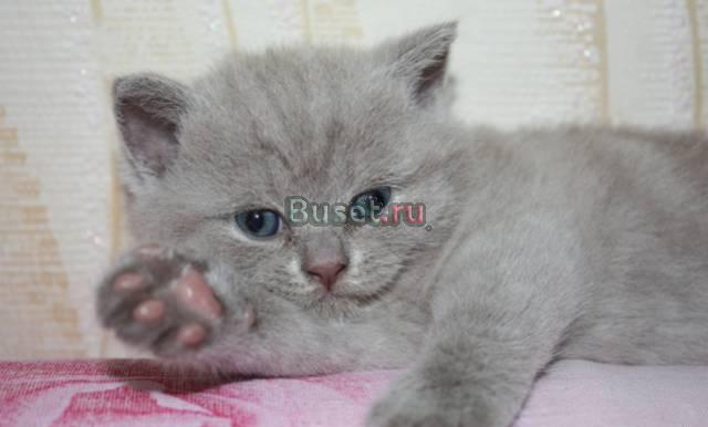 Продаю британского котенка - девочка Москва
