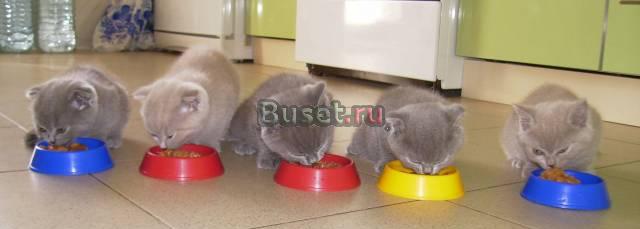 Британские котята шоу-класса Смоленск
