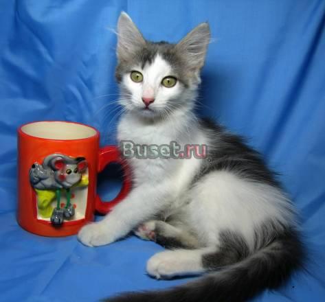 Котенок Белочка, возраст 2,5 месяца Москва
