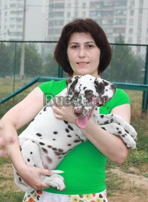 Щенок далматина. Девочка с документами Москва