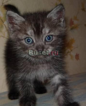 Котик даром в добрые руки Москва