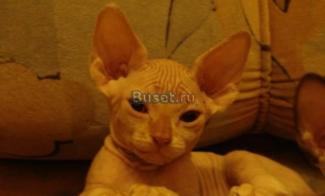 Котята канадского сфинкса Санкт-Петербург