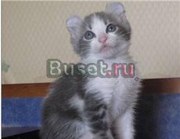 Американский кёрл котята Москва