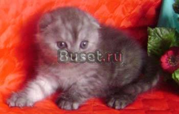 Шотландские котята Москва