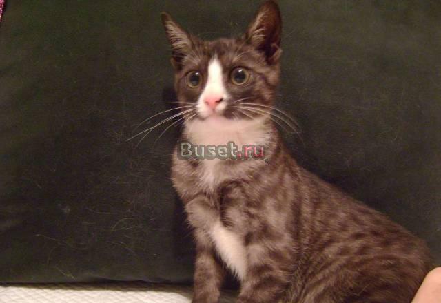 Уникальная ласковая красотка Котенок, 3 мес Санкт-Петербург