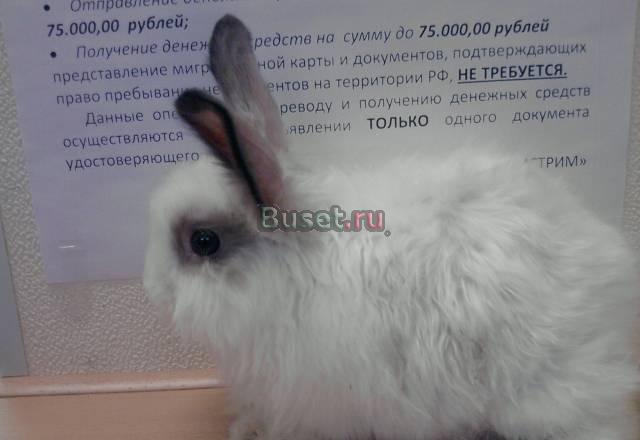 Ангорский декоративный, карликовый,домашний кролик Санкт-Петербург